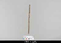 藏品(中國湖北皮影戲相關物件-操縱桿)的圖片